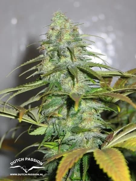 Californian Orange