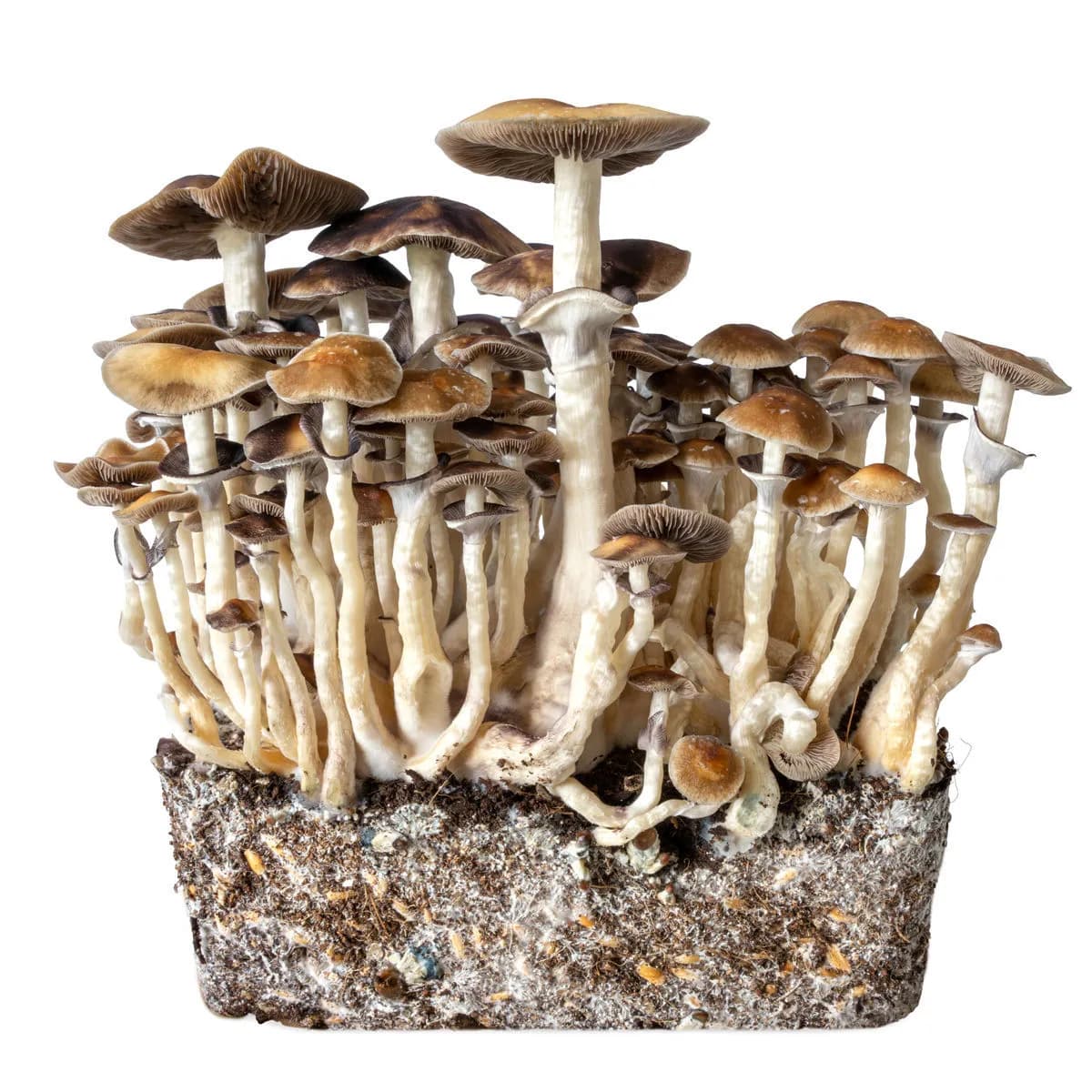 Hawaii flydende kultur-sprøjte (Acid Shroomz)