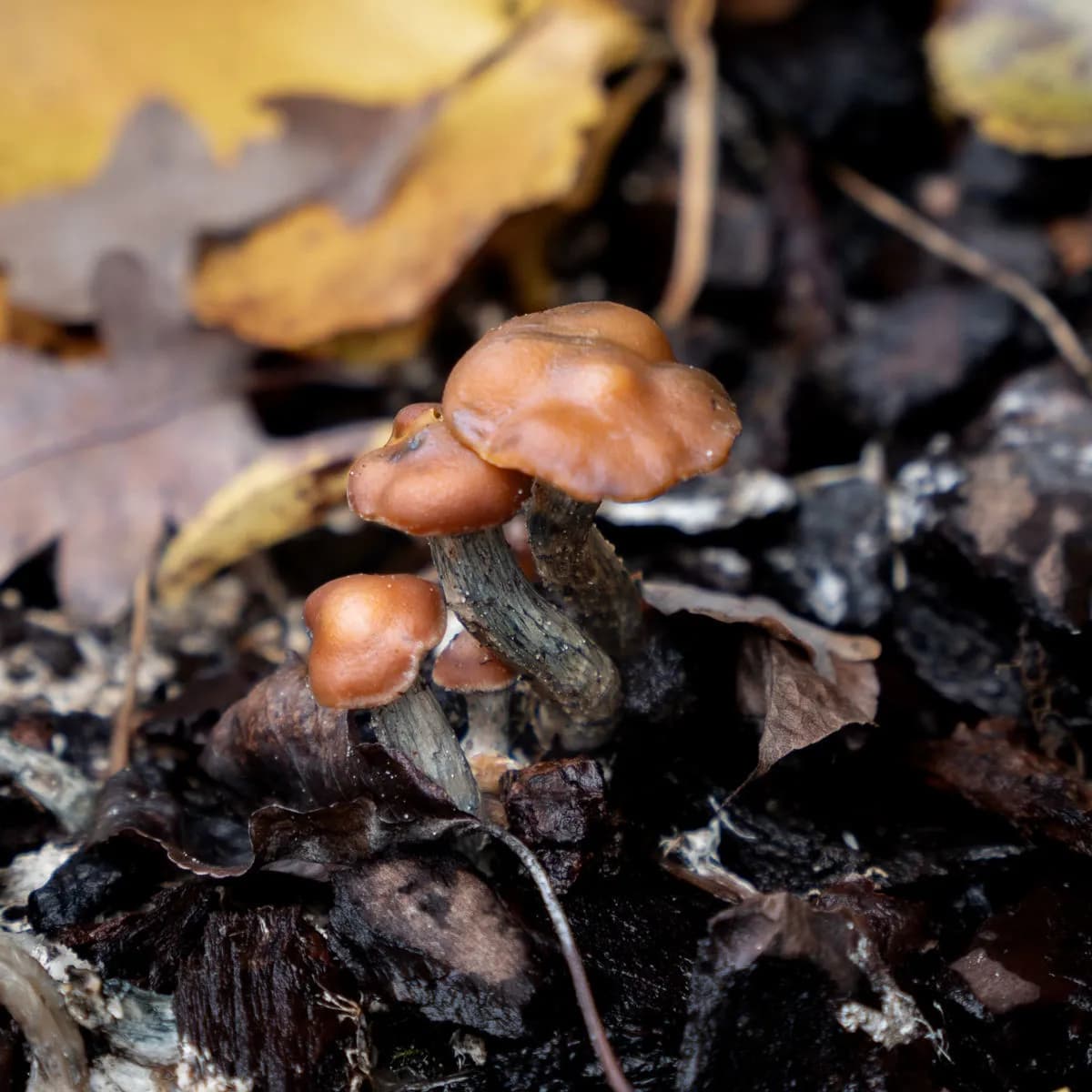 Psilocybe azurescens flydende kultur sprøjte (Acid Shroomz)