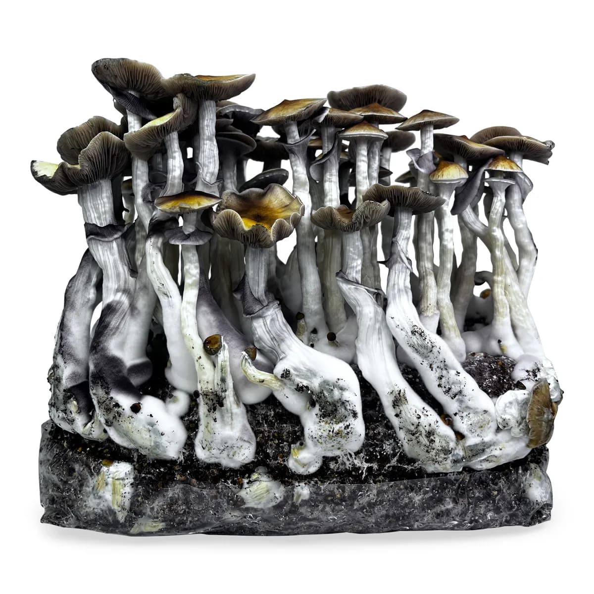 Ready-2-Grow-pose 'McKennaii'