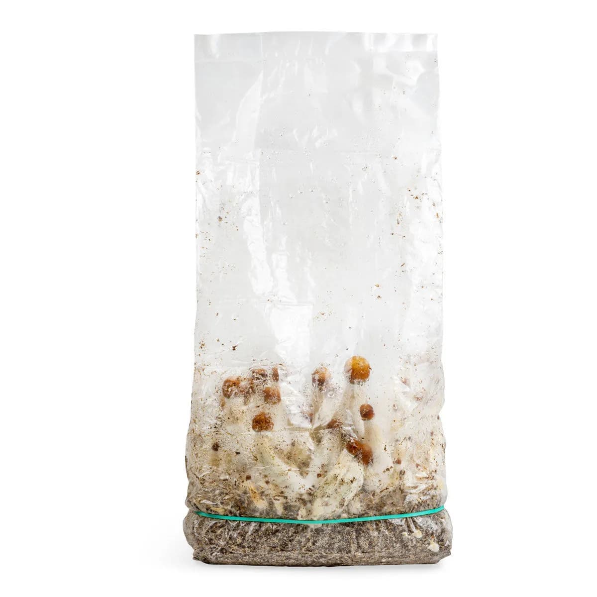 Ready-2-Grow dyrkningspose 'MVP'