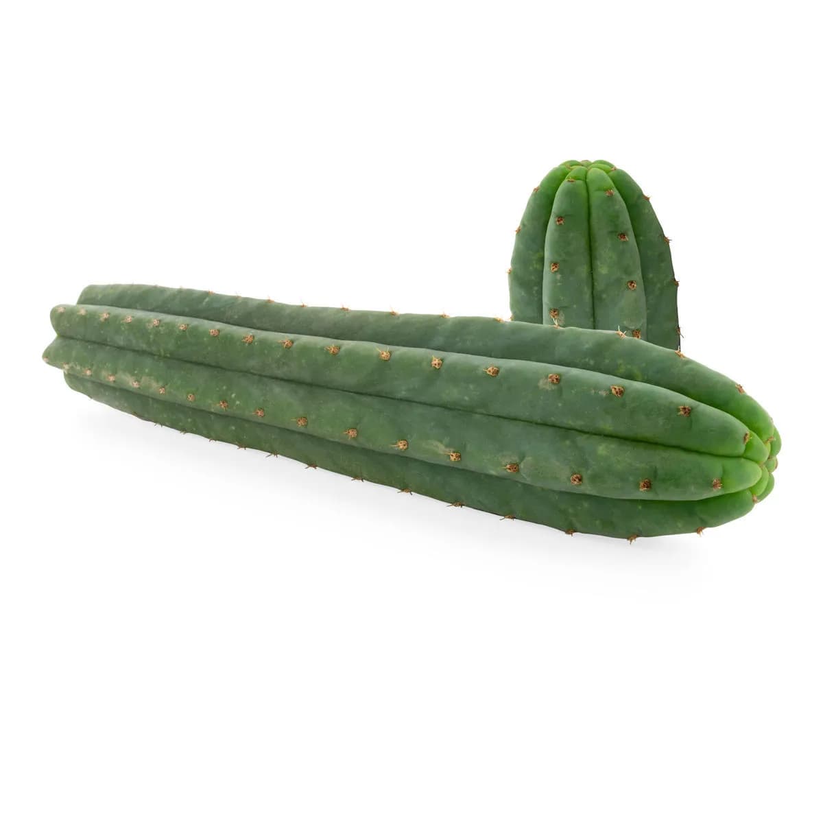 7-ribbet San Pedro (Echinopsis pachanoi)