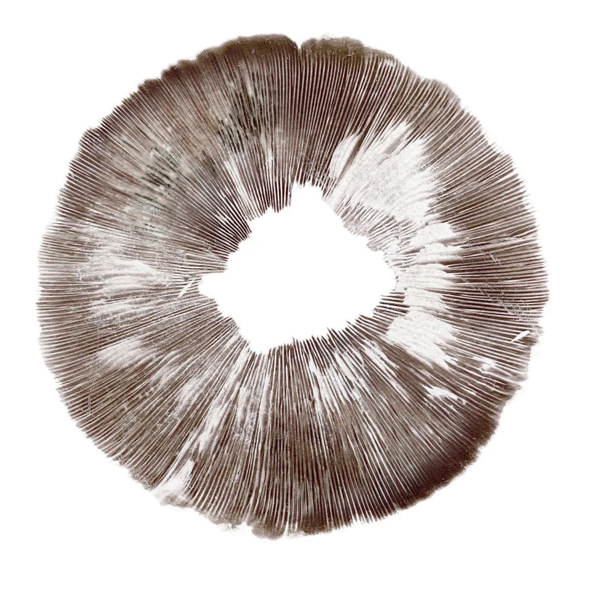Sporepræg Psilocybe cubensis Amazonas