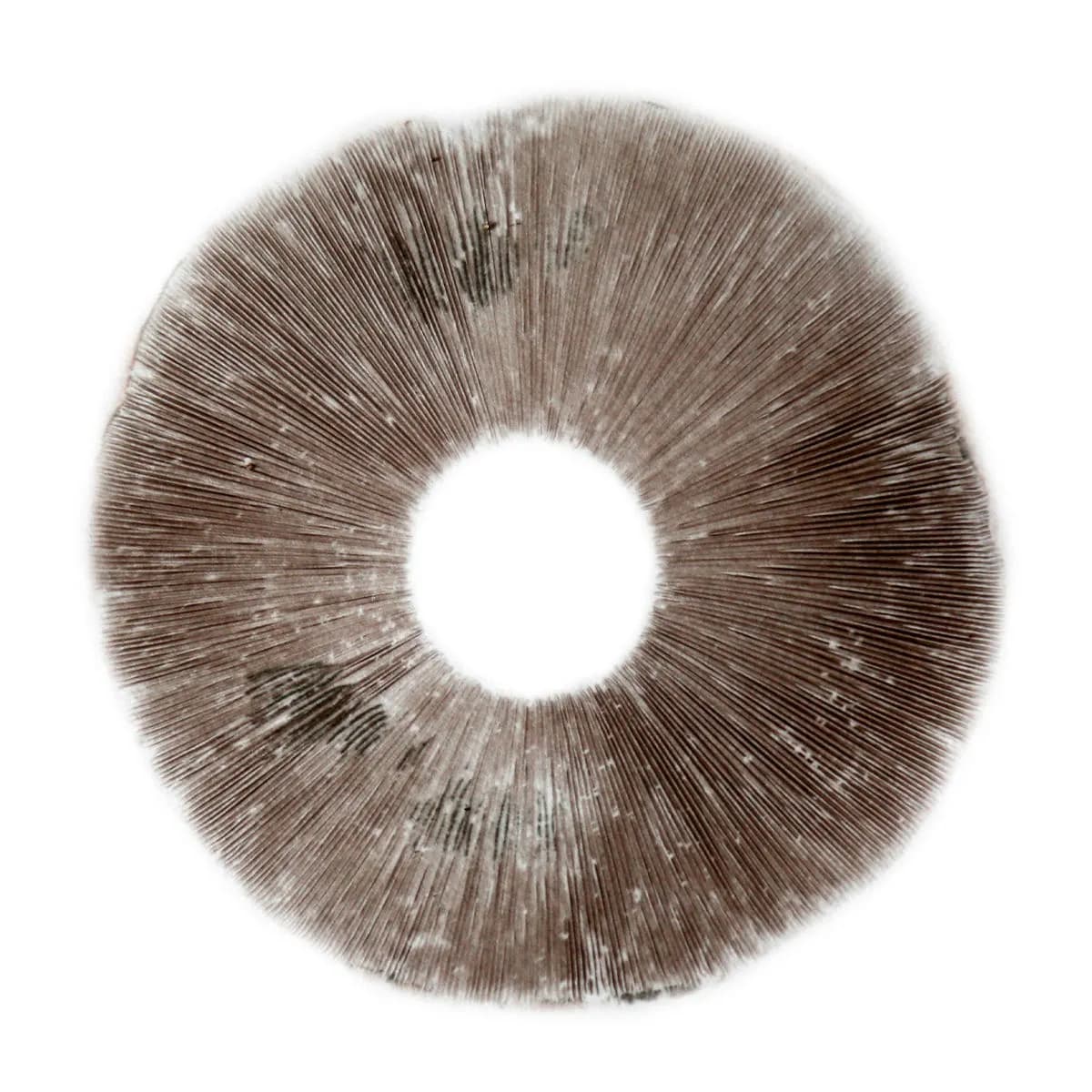 Sporepræg Psilocybe Cubensis B+