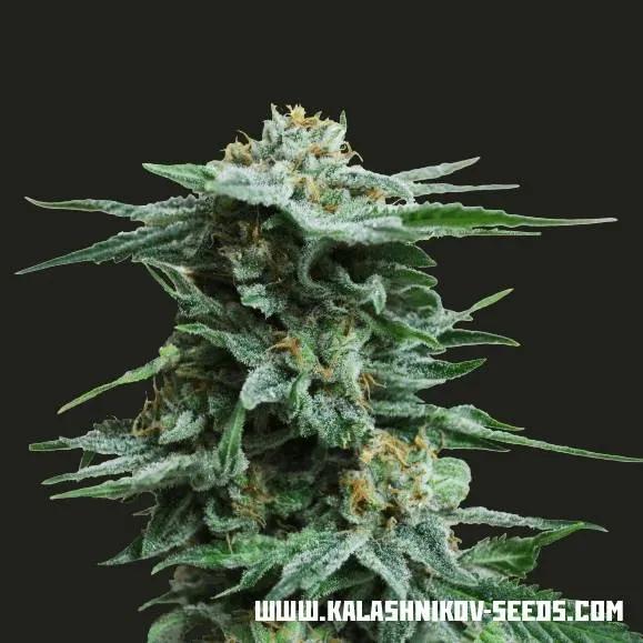 AK Kush