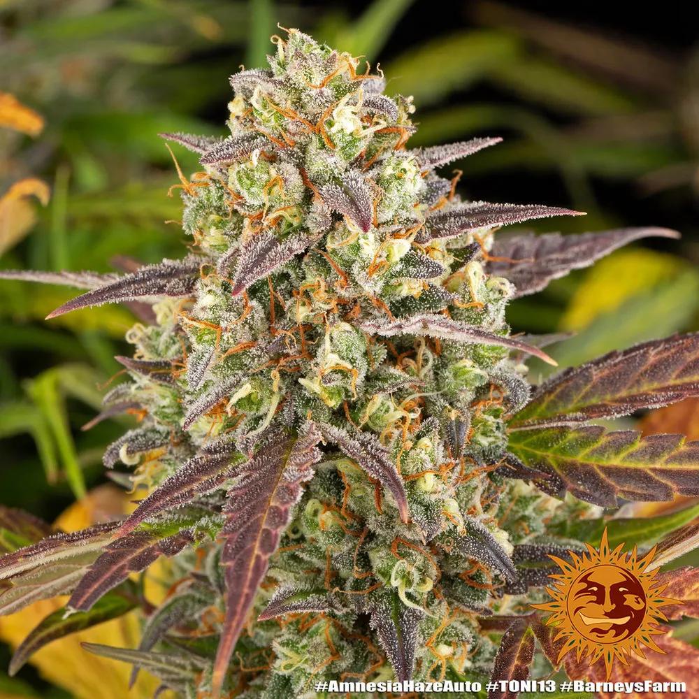 Amnesia Haze