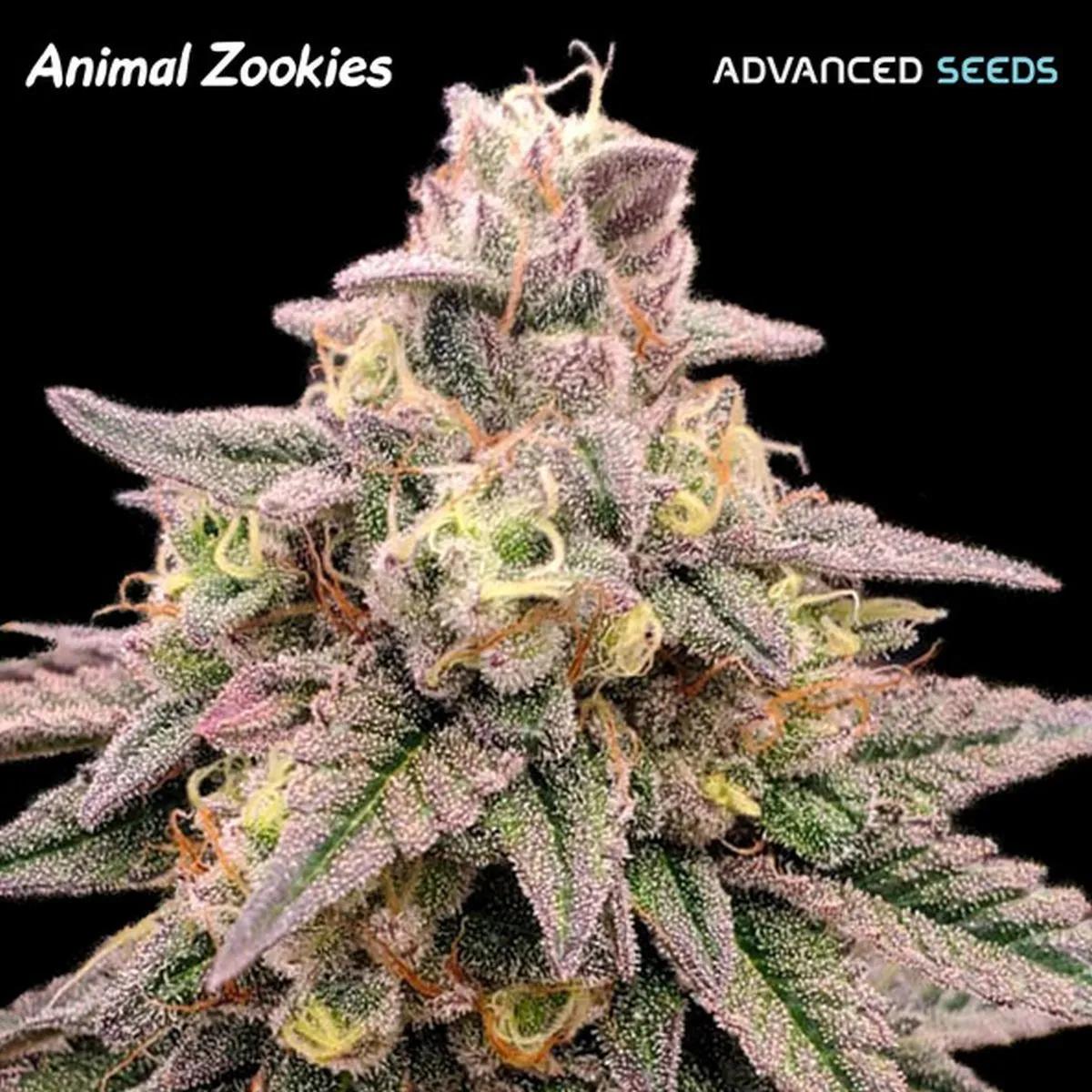 Animal Zookies
