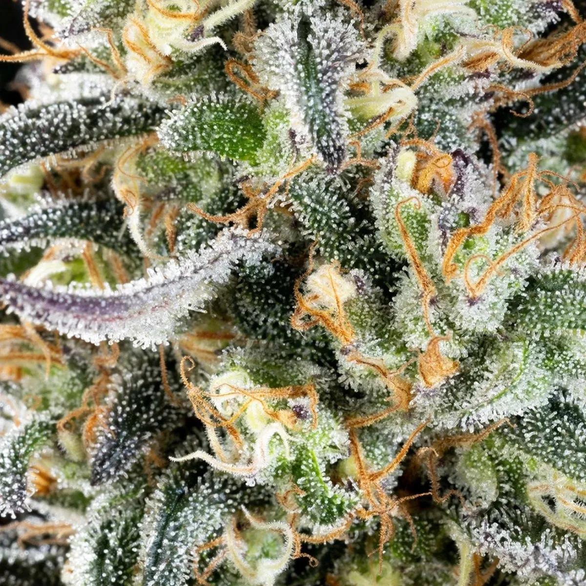 Apple Fritter