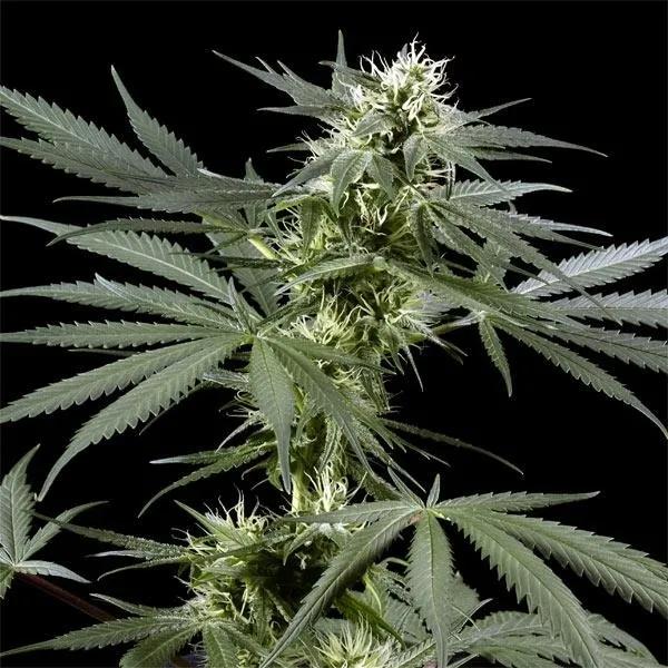 Arjan's Haze 3