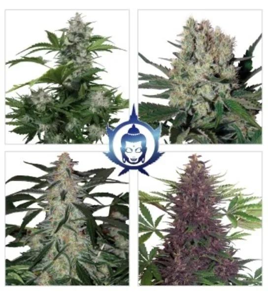 Assorted Auto