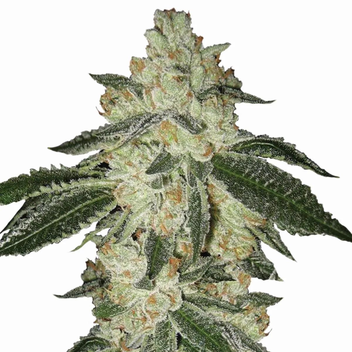 Aurora Indica Auto (Nirvana)