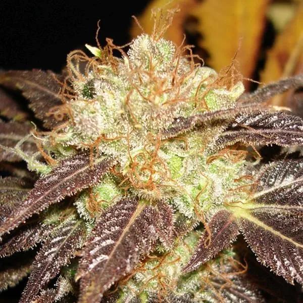 Auto Diesel