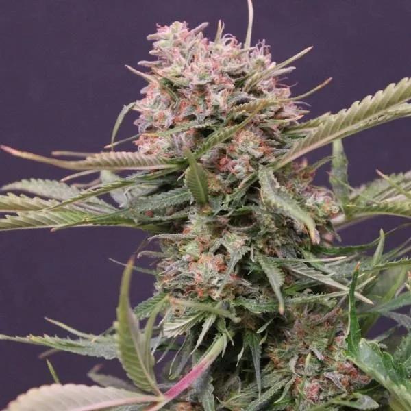 Auto Gigabud