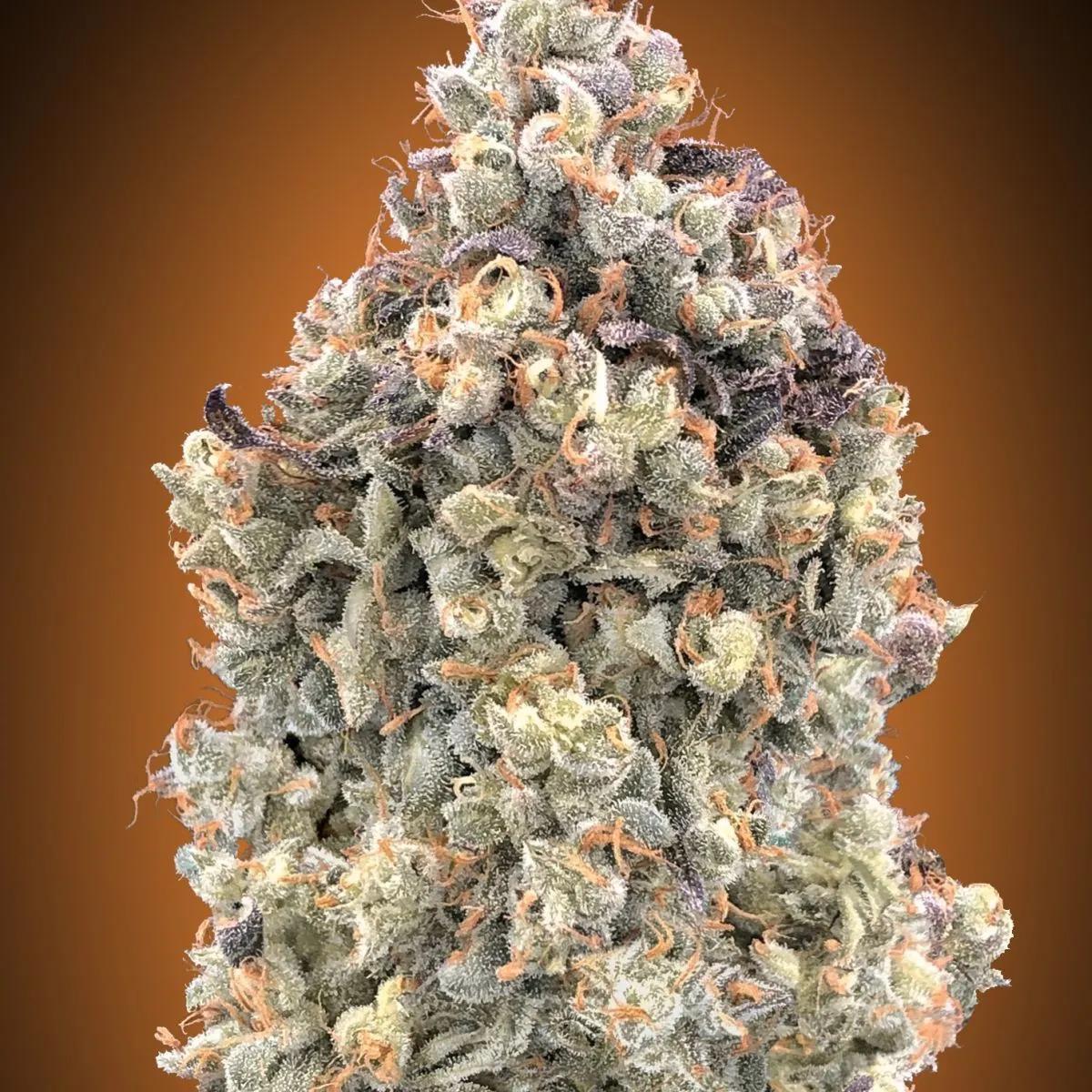 Auto Watermelon OG