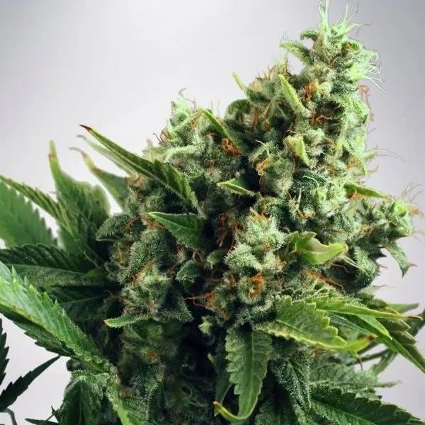 Auto White Widow