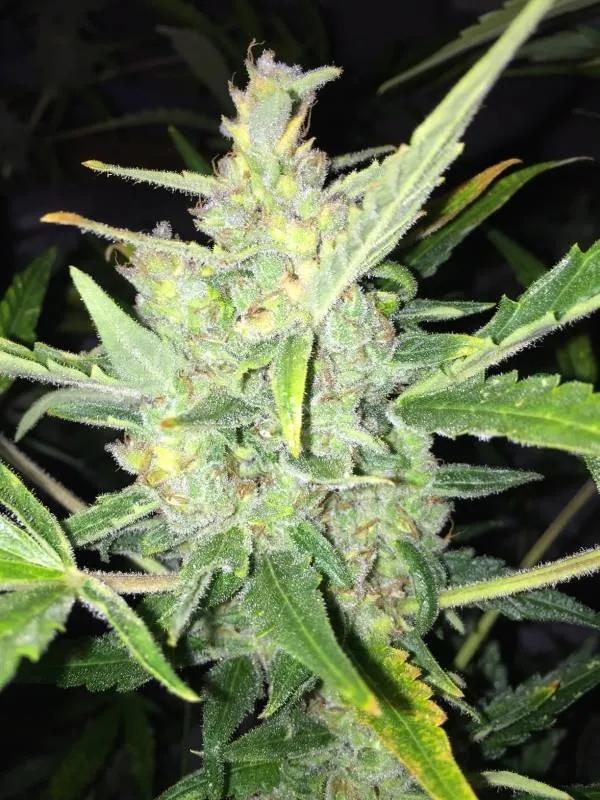Auto White Widow x Big Bud