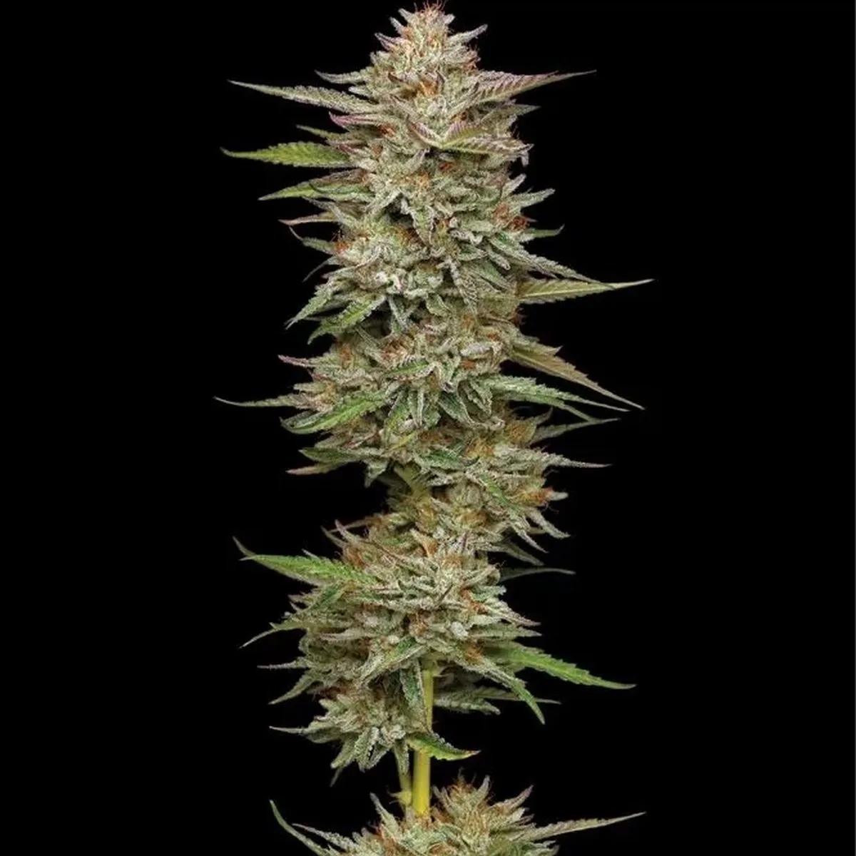 Banana OG