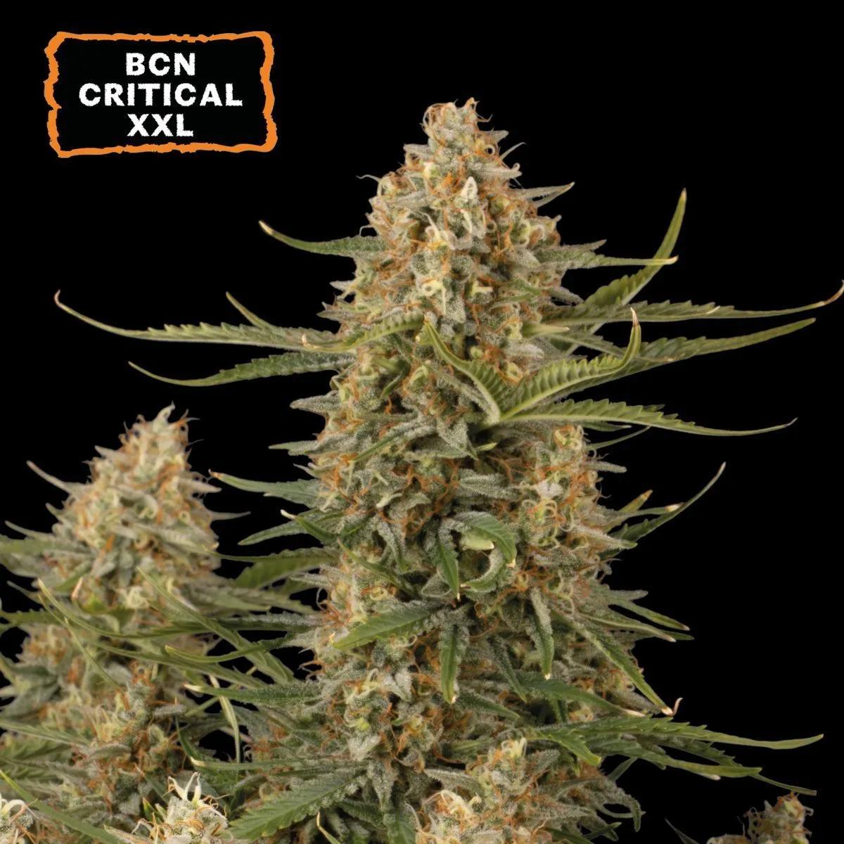 BCN Critical XXL Auto (Seedstockers)