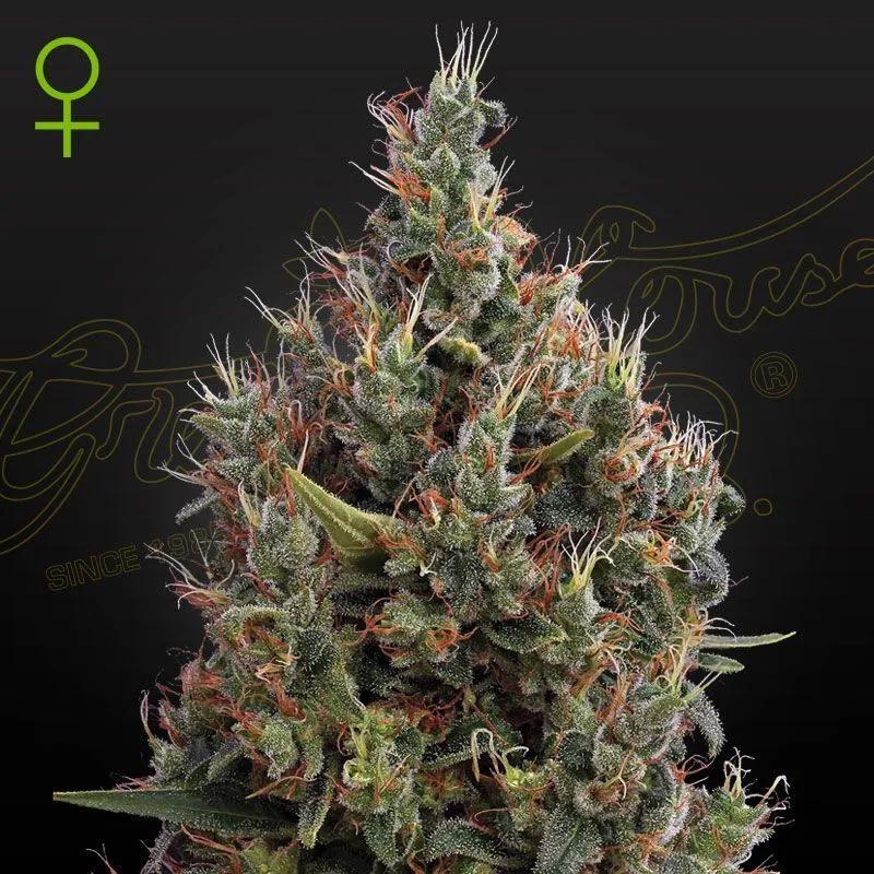 Big Bang Autoflowering