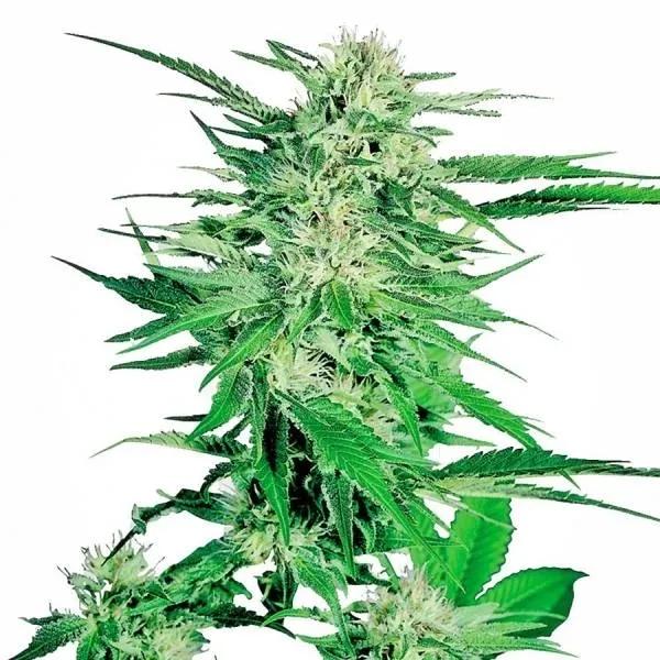 Big Bud