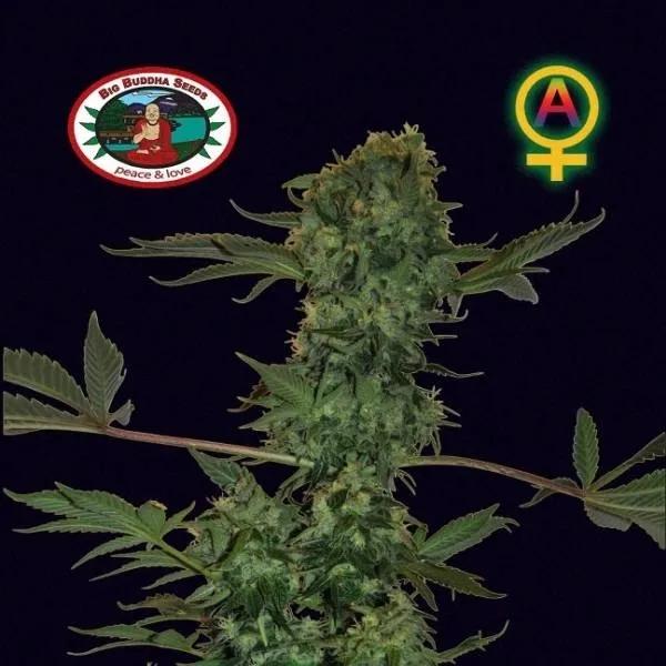 Big Buddha Cheese Autoflower