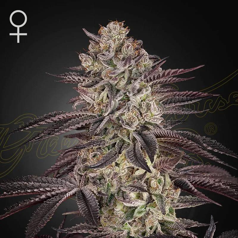 Biscotti