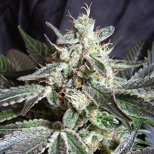 Black Jack