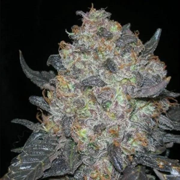 Blackwater