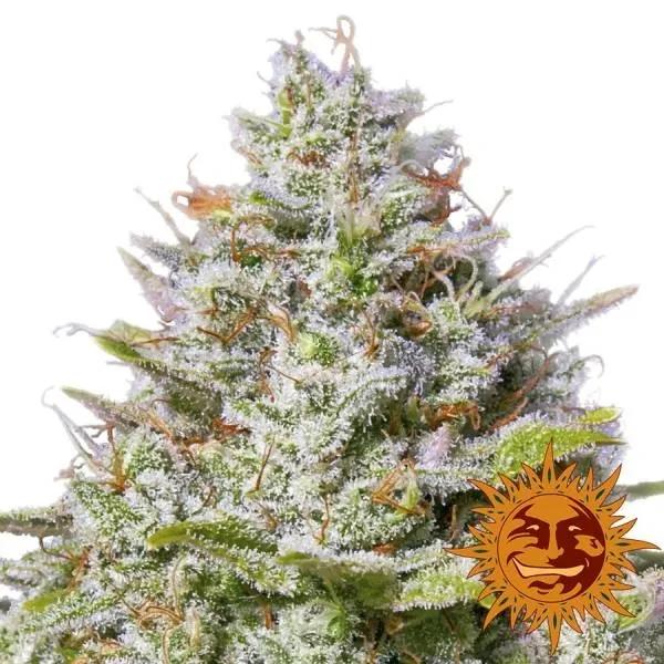 Blue Gelato 41
