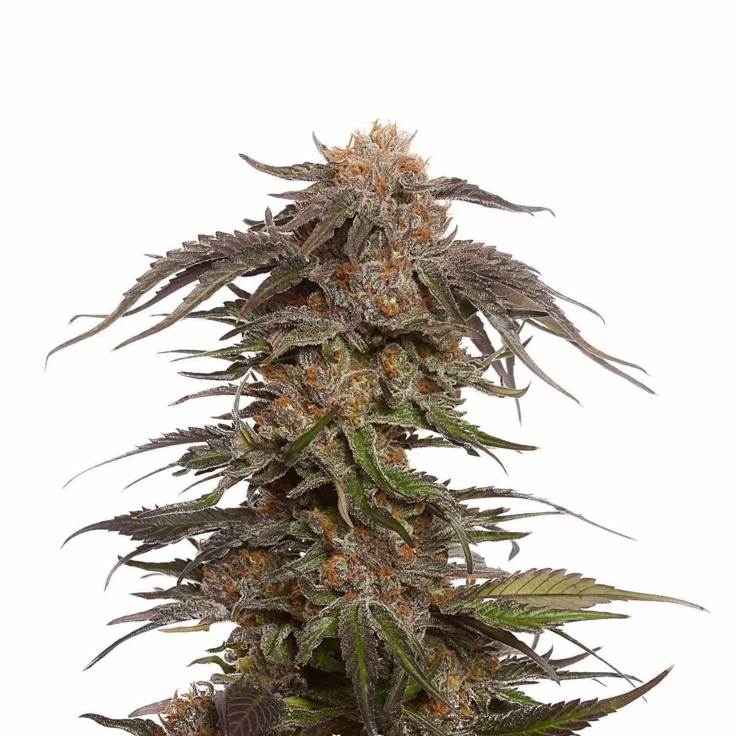 Blue Magic