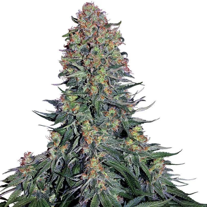 Blue Skunk