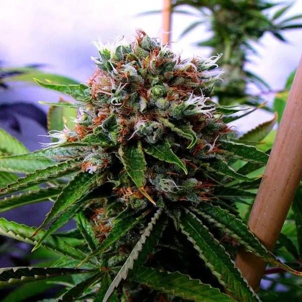 Buddha's Sister