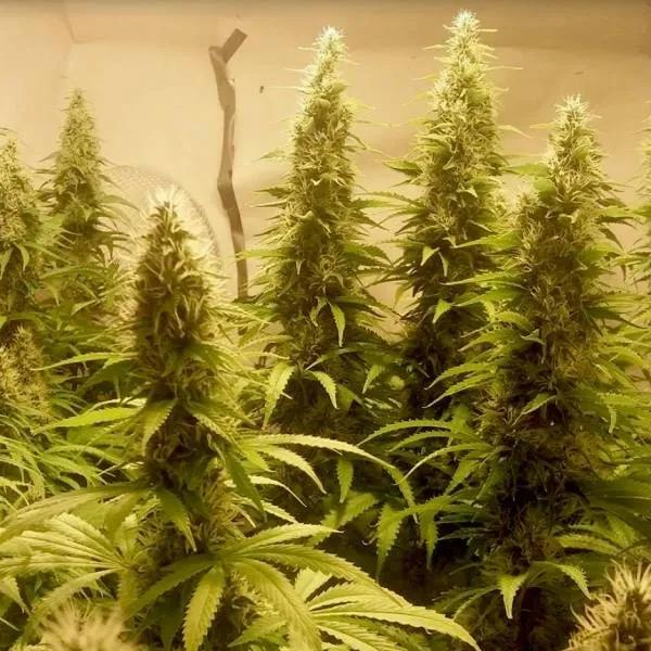 Cali Dream
