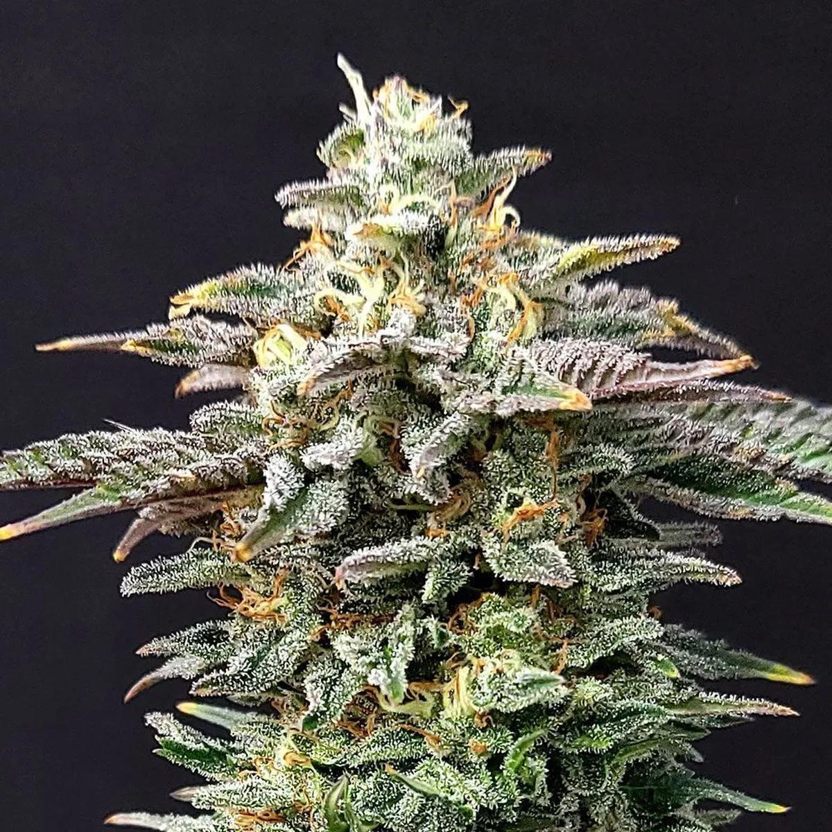 Cherry Dream