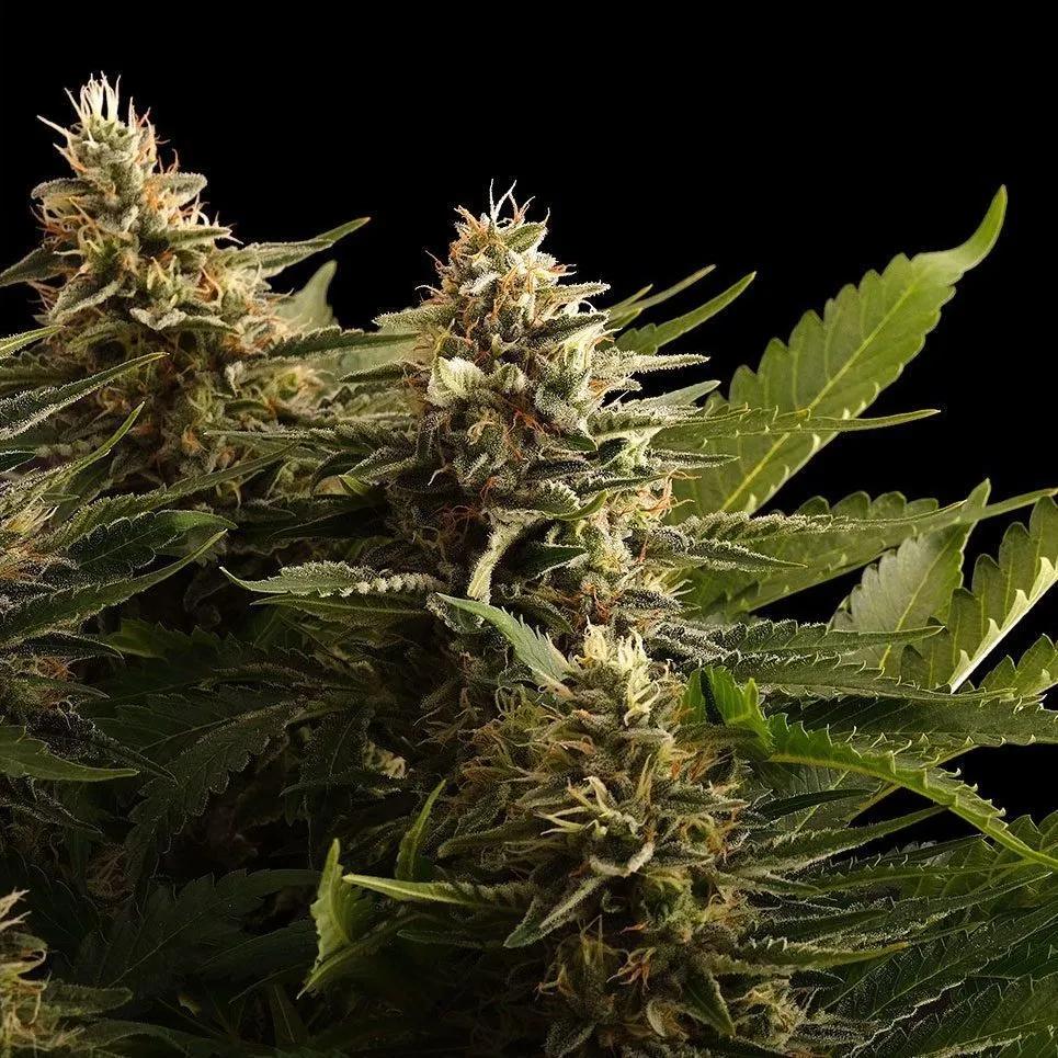 Colombian Jack