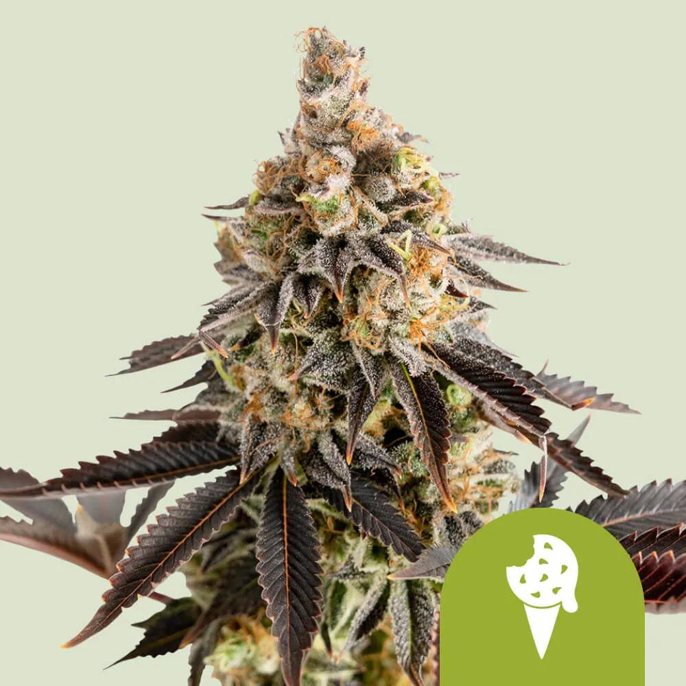 Cookies Gelato