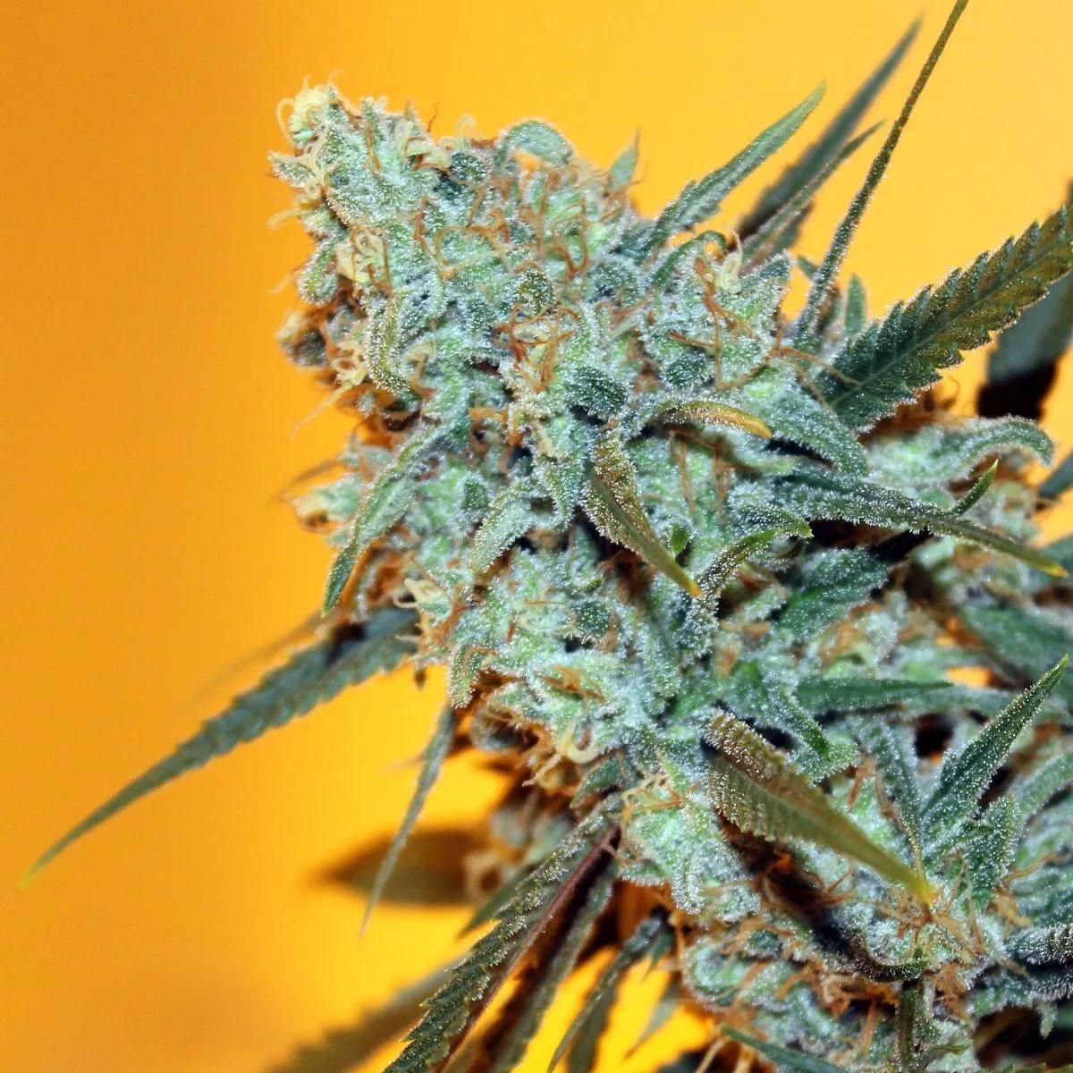 Criminal+