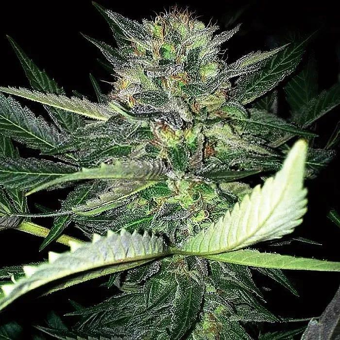 Critical Lights