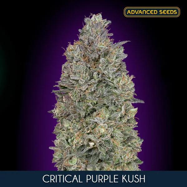 Critical Purple Kush