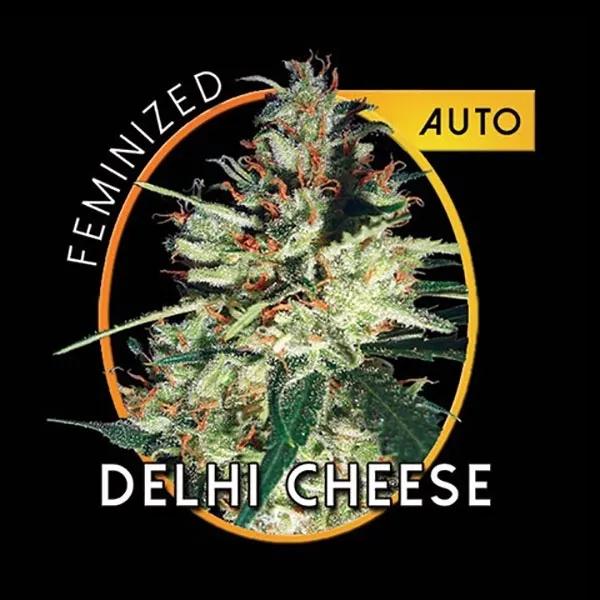 Delhi Cheese Autoflowering