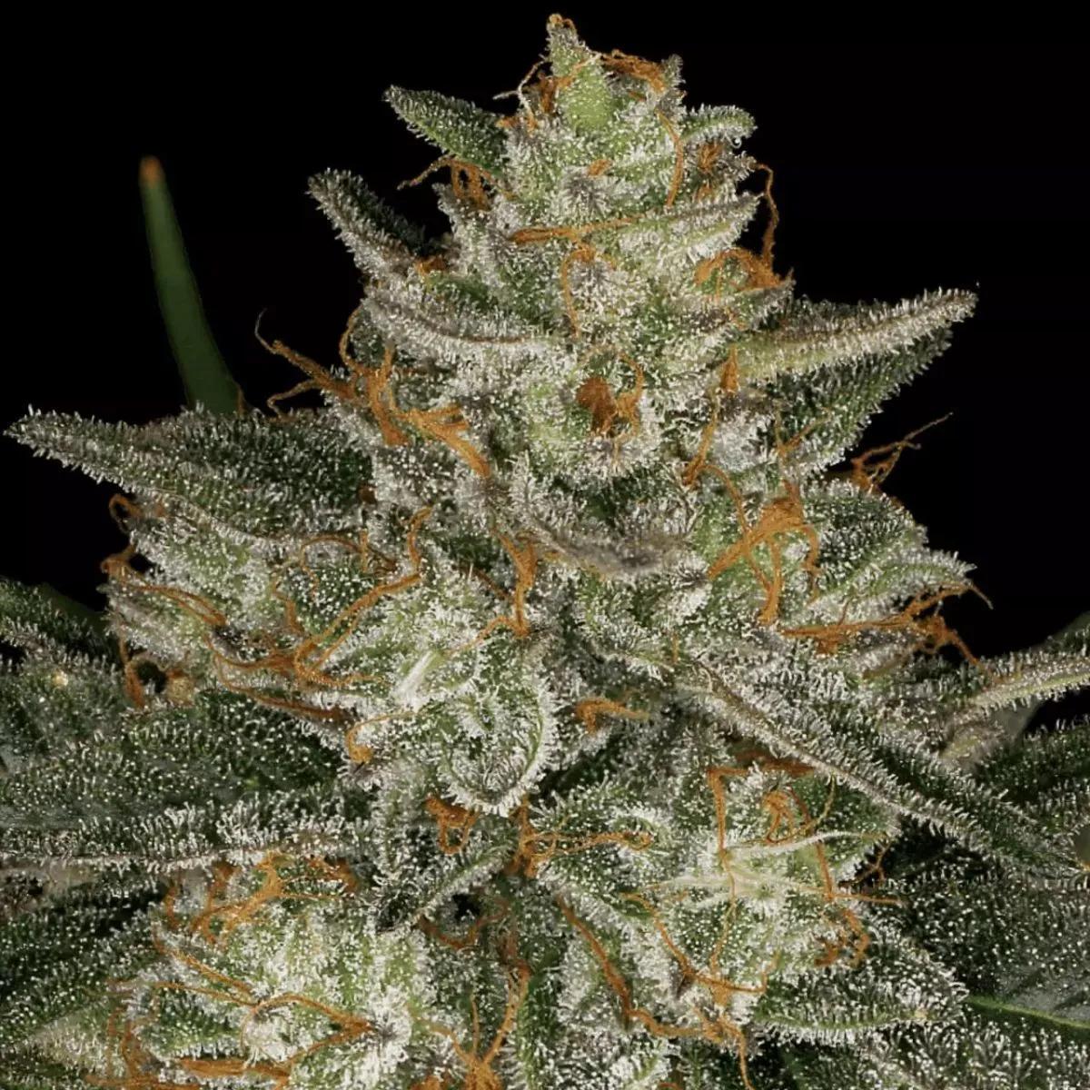Dutch Kush