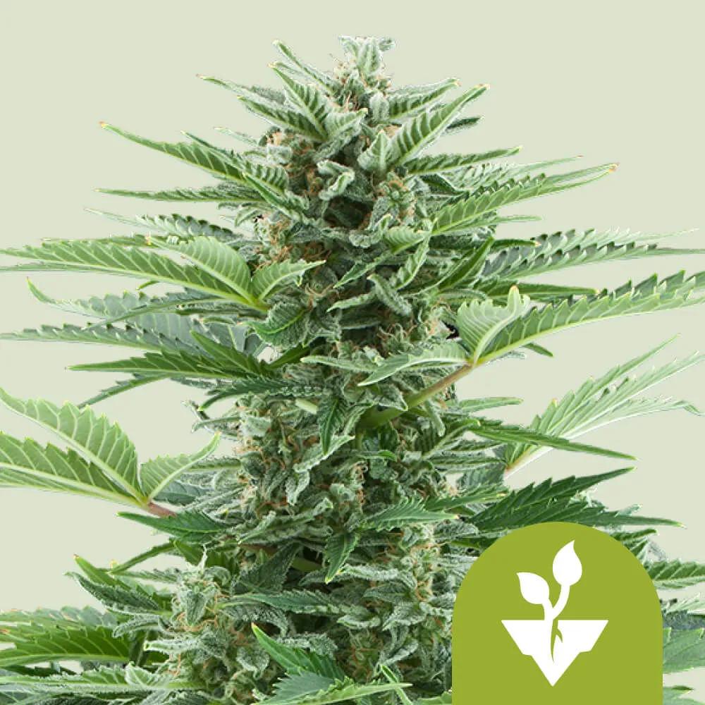 Easy Bud Autoflower