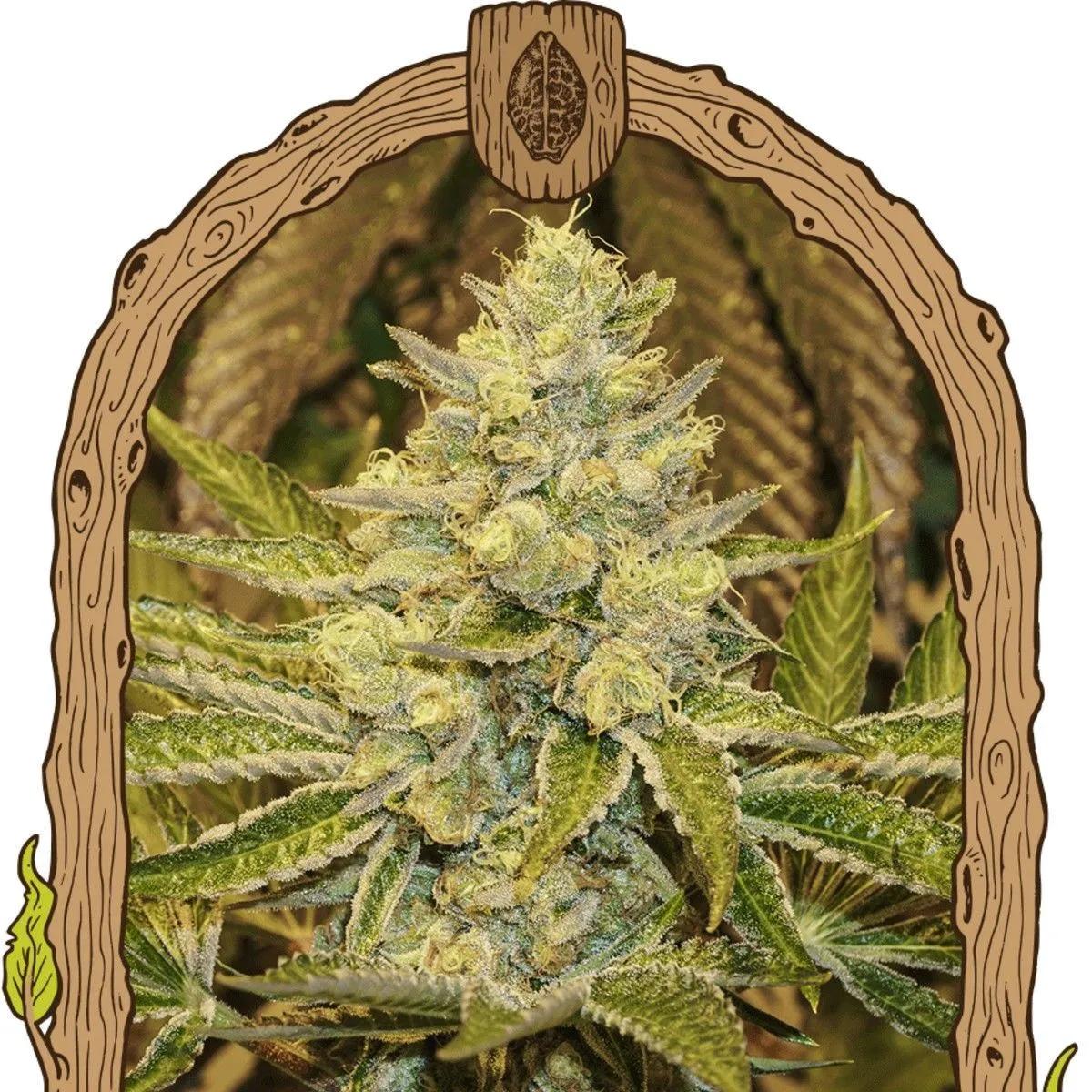 Exotic Animal (Exotic Seed)