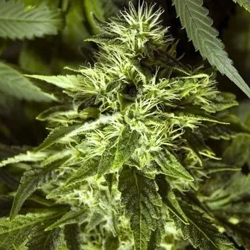 Fast Bud Outdoor