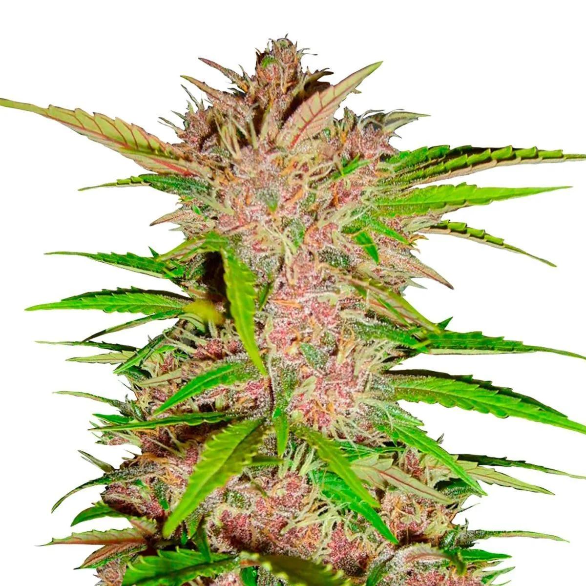 FastBerry Auto