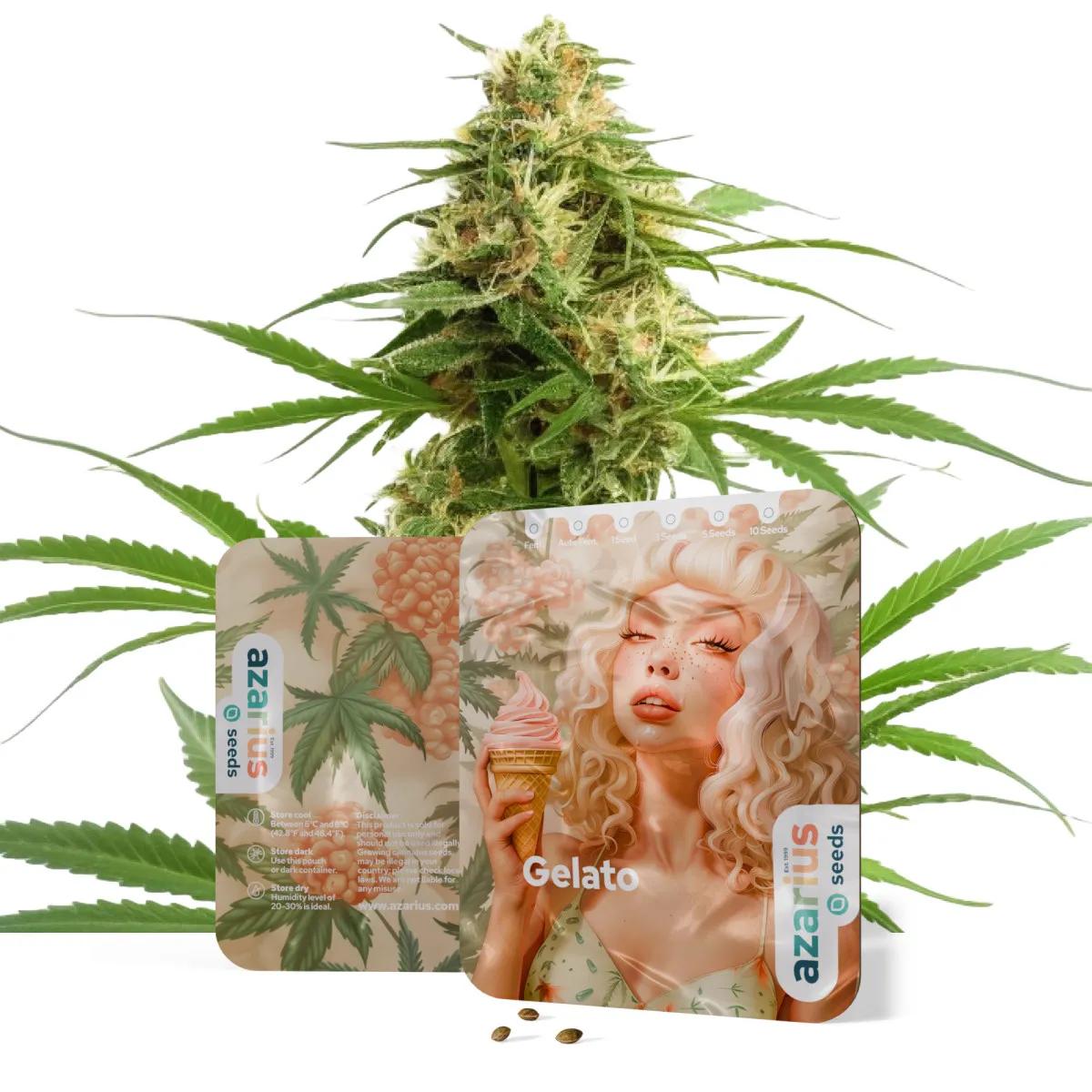 Gelato Auto