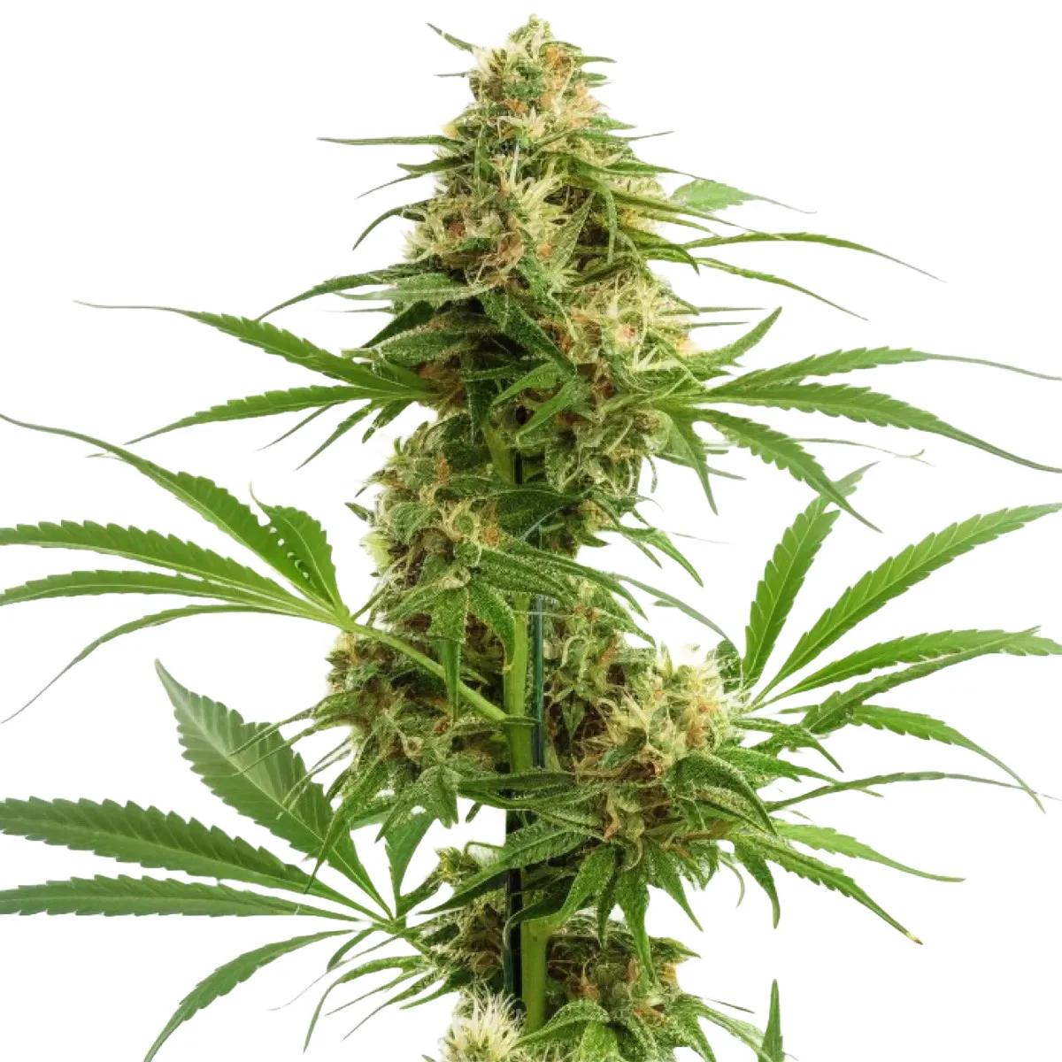 Gelato Auto