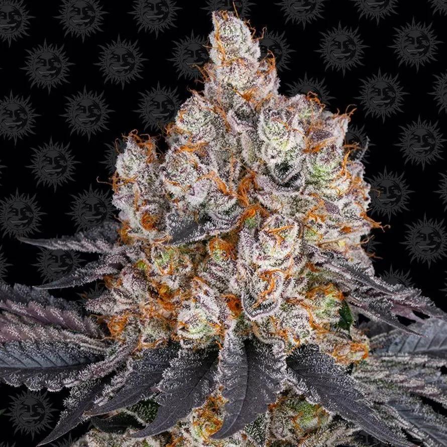 Gelato