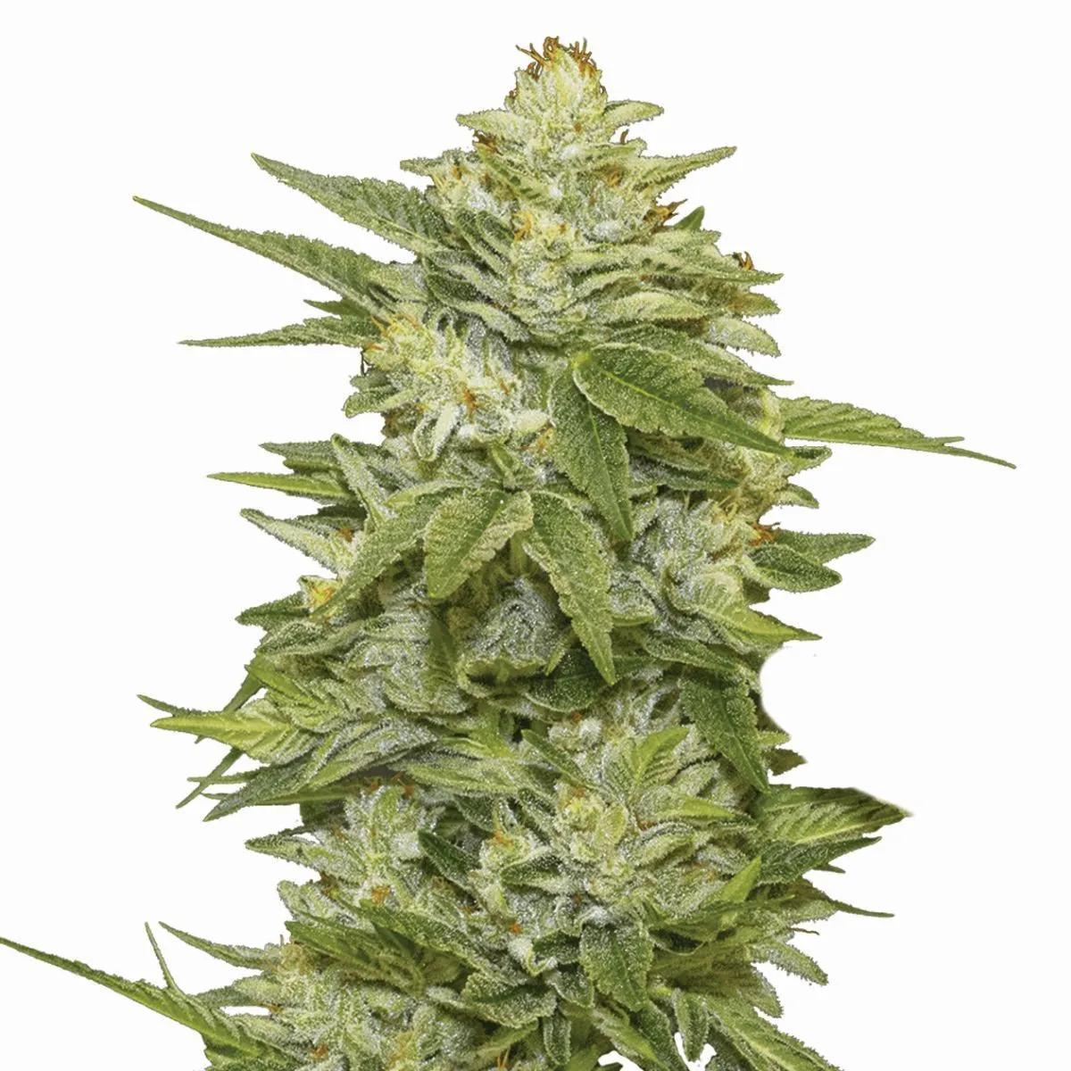 GG-48 (Nirvana)