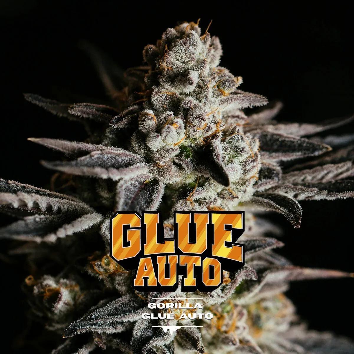 GG#4 Auto